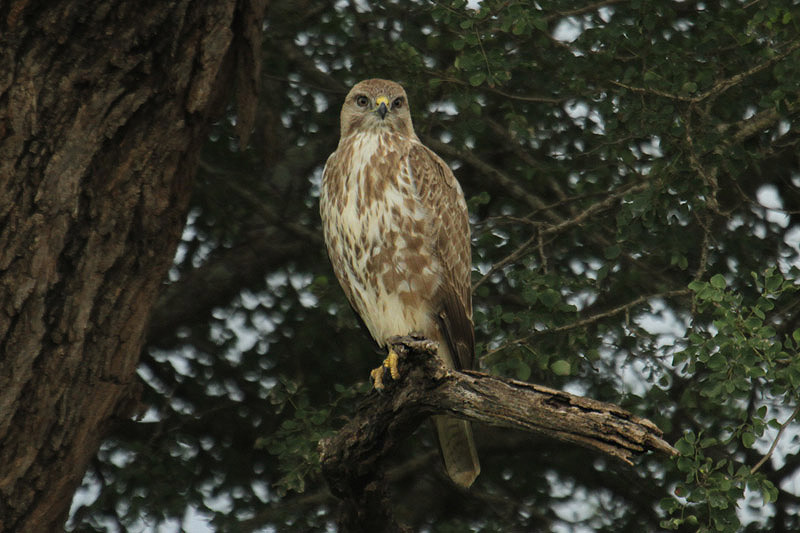 Steppe Buzzard by Mick Dryden