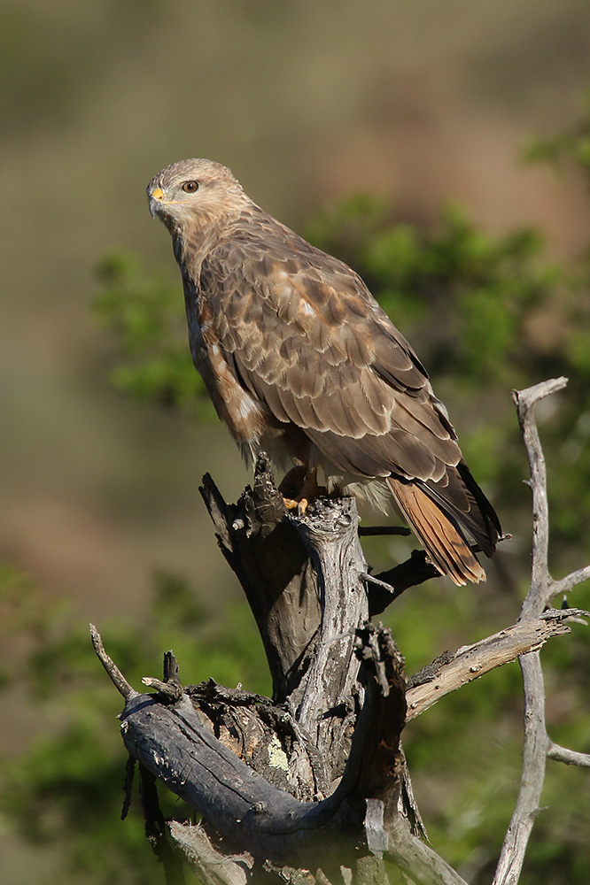 Steppe Buzzard by Mick Dryden