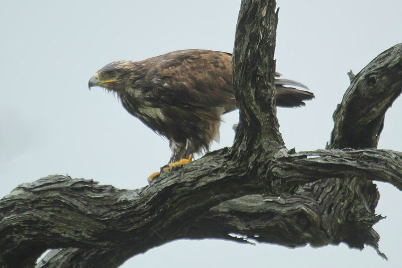 Steppe Eagle by Mick Dryden