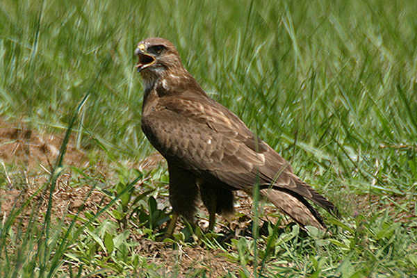 Steppe Buzzard by Mick Dryden