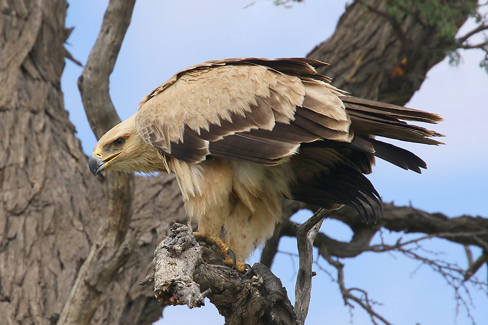 Tawny Eagle by Mick Dryden