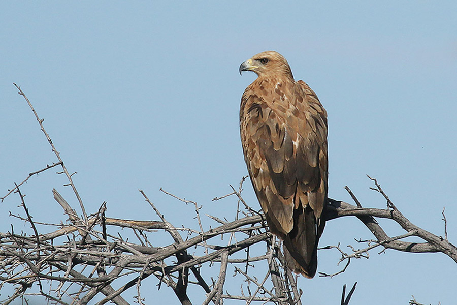 Tawny Eagle by Mick Dryden