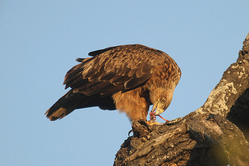 Tawny Eagle by Mick Dryden