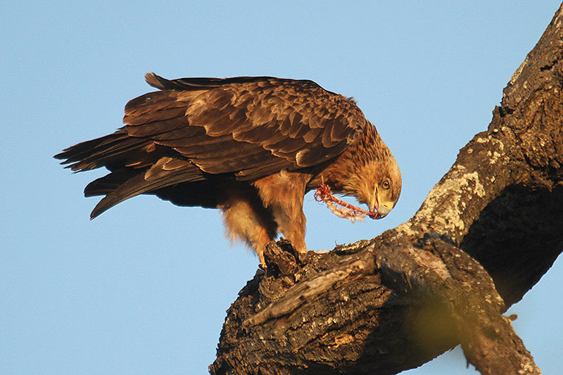 Tawny Eagle by Mick Dryden