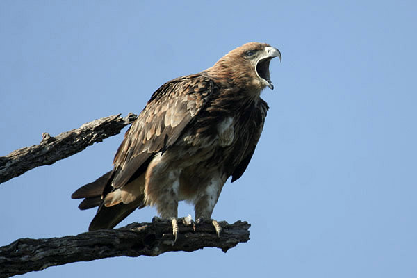 Tawny Eagle by Mick Dryden