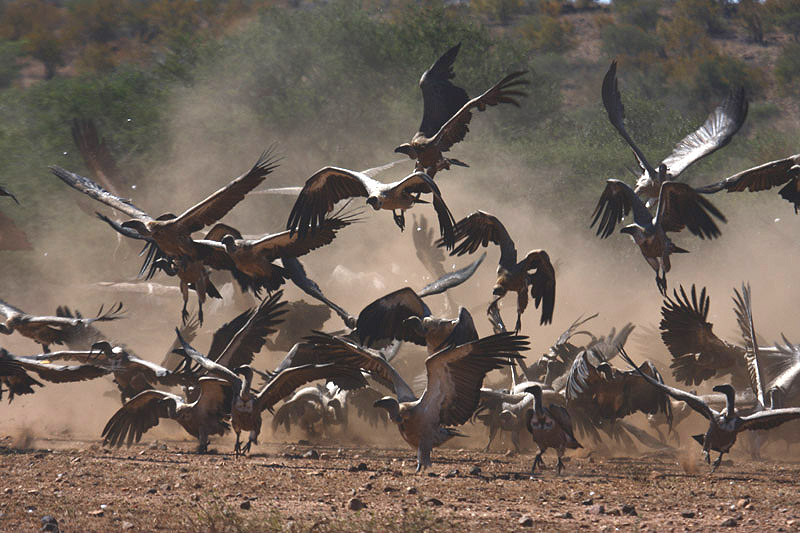 White-backed Vultures by Mick Dryden