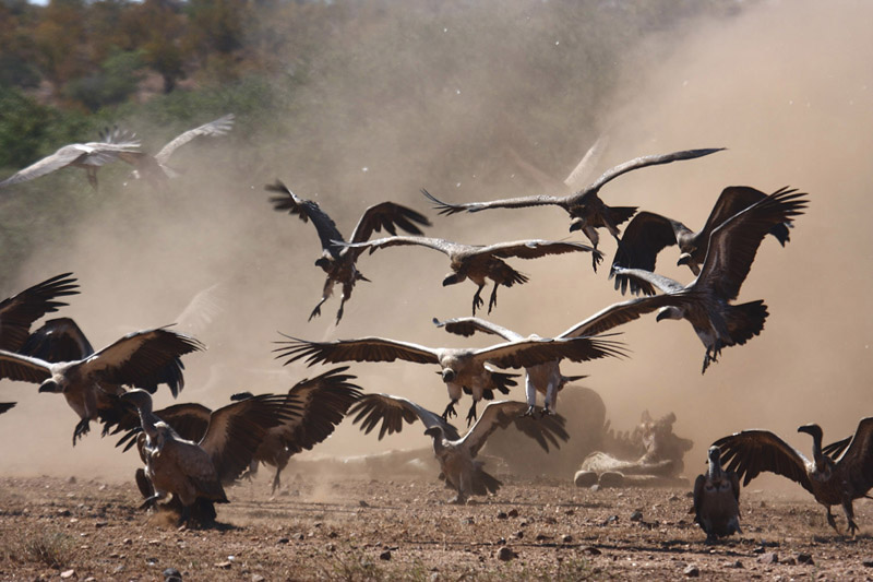 White-backed Vultures by Mick Dryden
