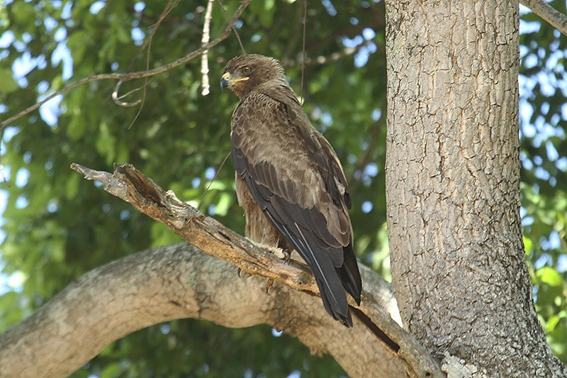 Wahlberg's Eagle by Mick Dryden