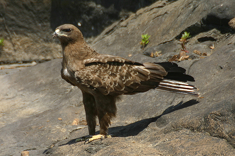 Wahlberg's Eagle by Mick Dryden