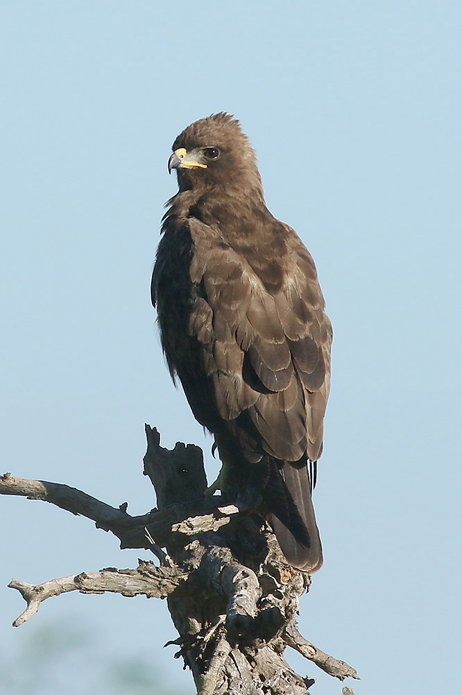 Wahlbergs Eagle by Mick Dryden