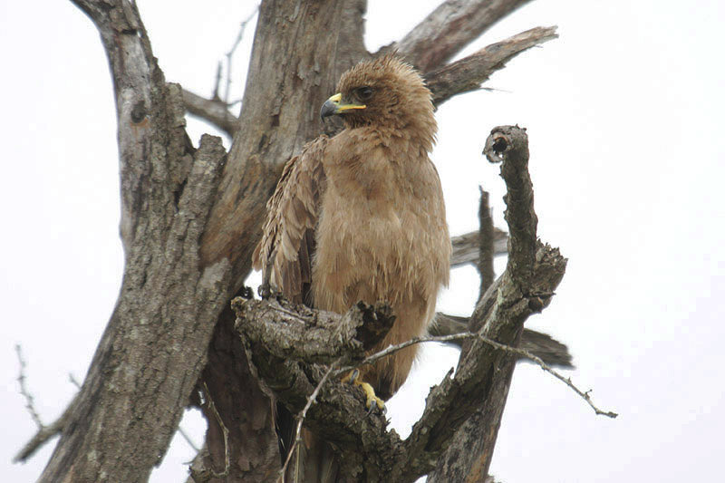 Wahlberg's Eagle by Mick Dryden