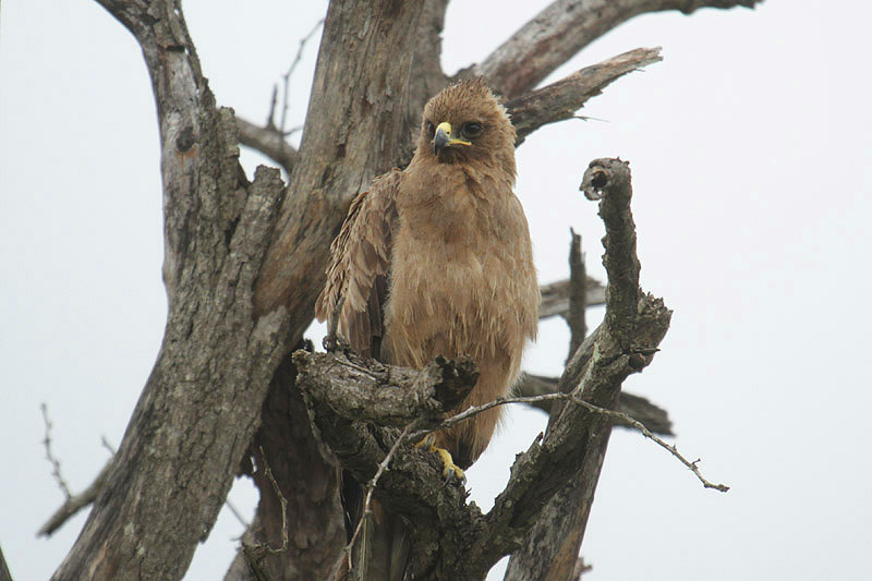 Wahlberg's Eagle by Mick Dryden