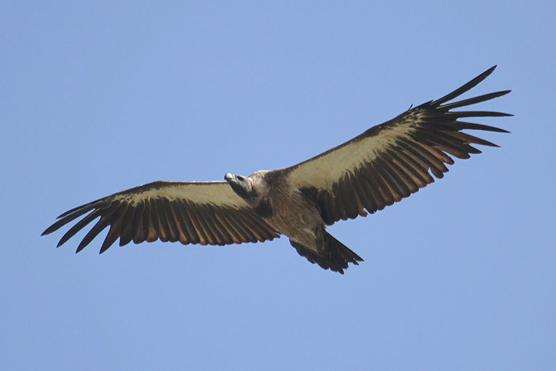 White-backed Vulture by Mick Dryden