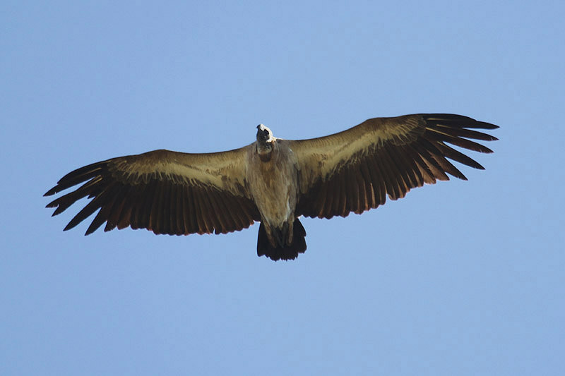 White-backed Vulture by Mick Dryden