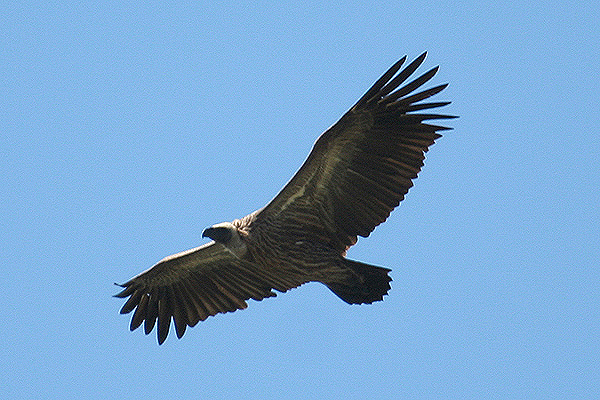 White-backed Vulture by Mick Dryden