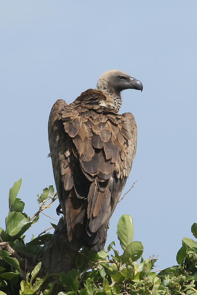 White backed Vulture by Mick Dryden