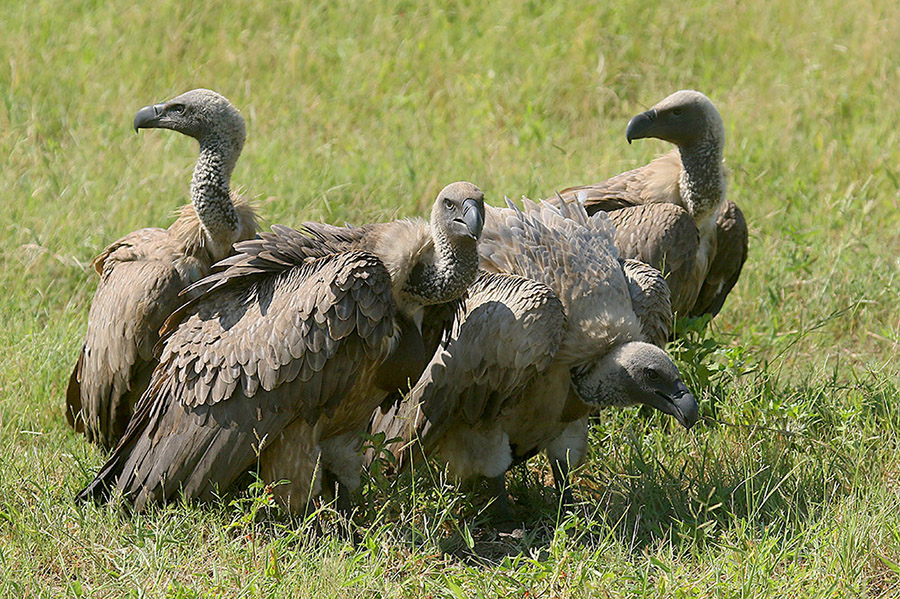 White backed Vulture by Mick Dryden