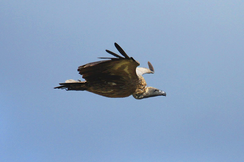 White-backed Vulture by Mick Dryden