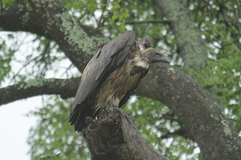 White-backed Vulture by Mick Dryden