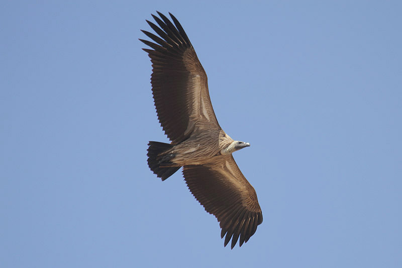 White-backed Vulture by Mick Dryden