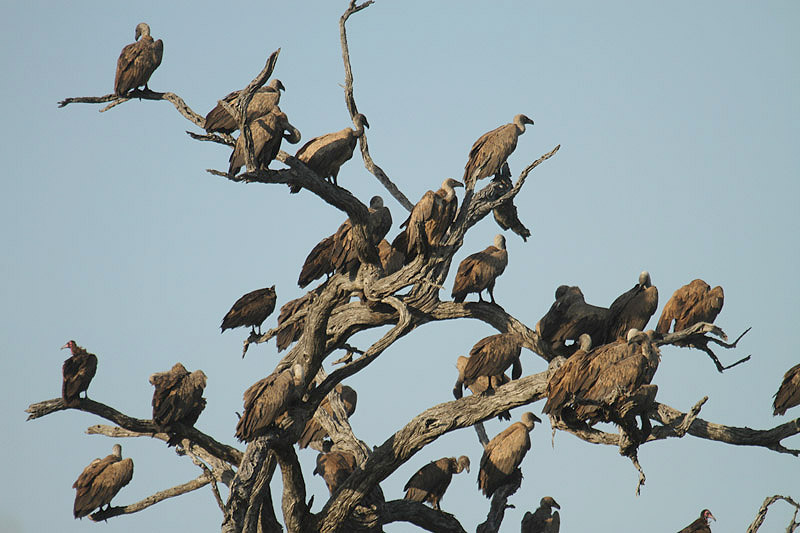 White-backed Vulture by Mick Dryden