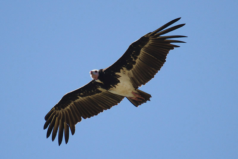 White-headed Vulture by Mick Dryden