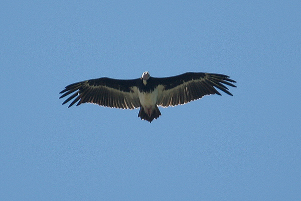 White-headed Vulture by Mick Dryden