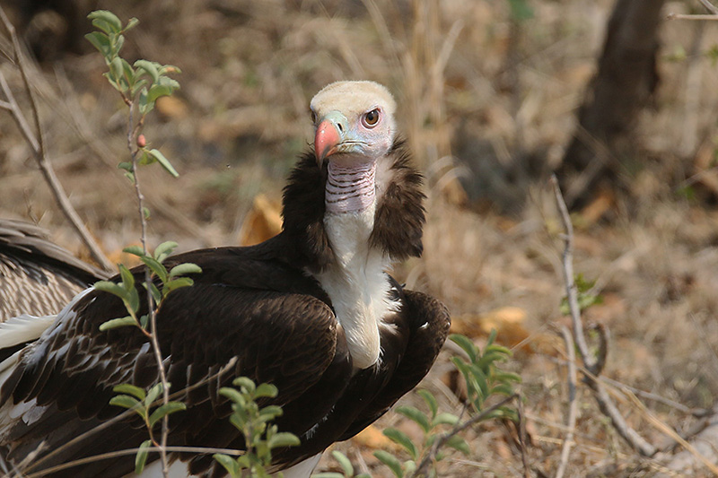 White headed Vulture by Mick Dryden