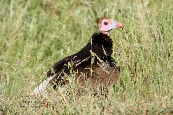 White-headed Vulture by Mick Dryden