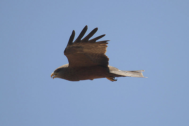 Yellow-billed Kite by Mick Dryden