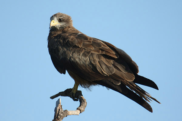 Yellow-billed Kite by Mick Dryden