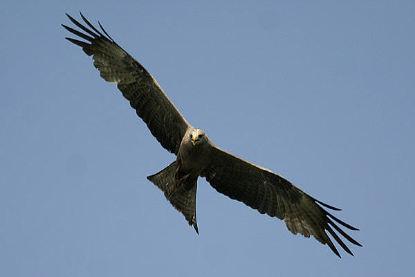 Yellow-billed Kite by Mick Dryden