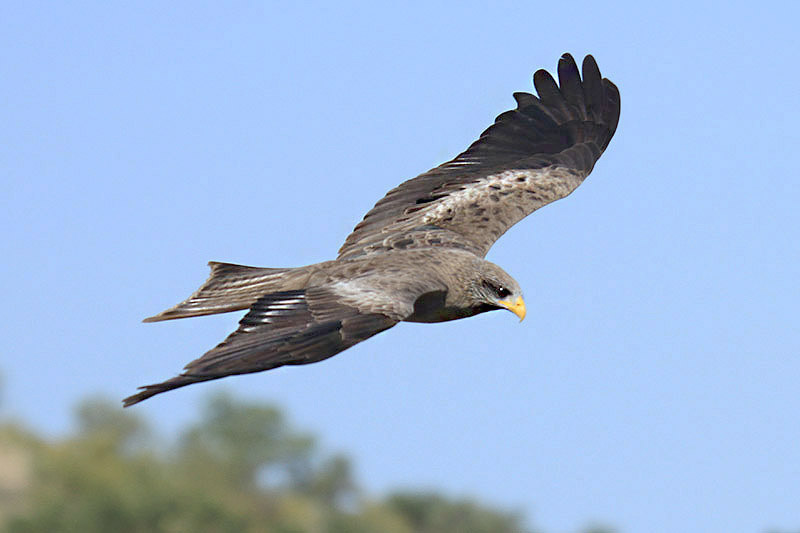 Yellow-billed Kite by Mick Dryden