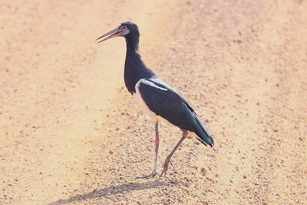 Abdim's Stork by Mick Dryden