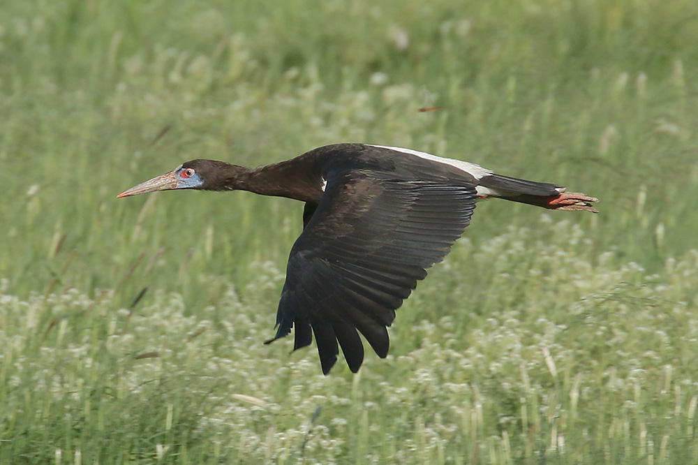 Abdims Stork by Mick Dryden