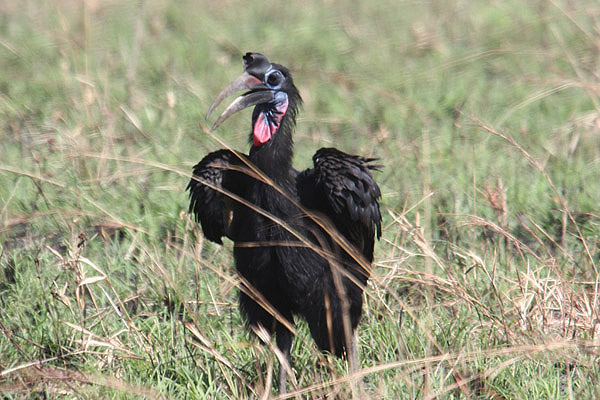 Abyssinian Ground Hornbill by Mick Dryden