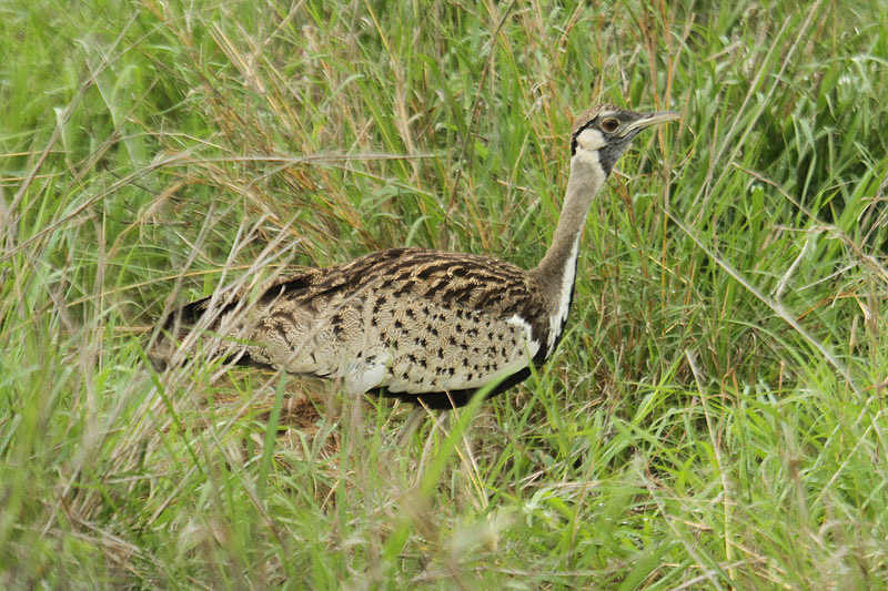 Black-bellied Bustard by Mick Dryden