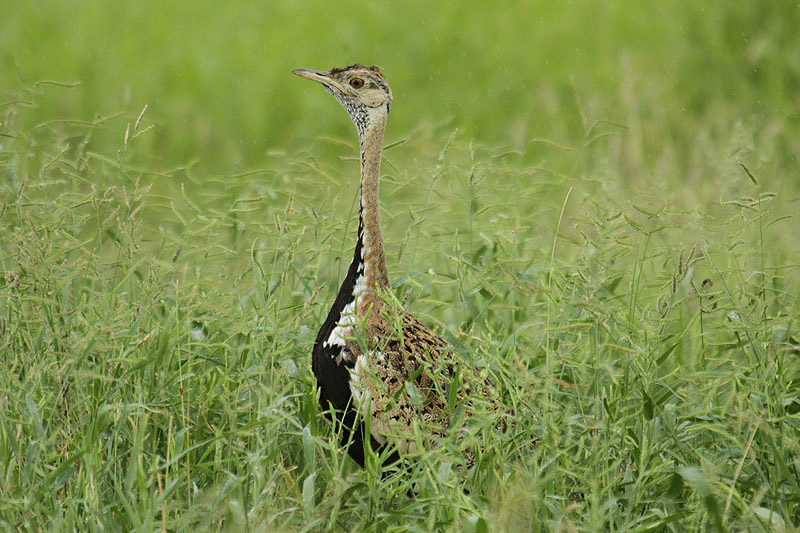 Black-bellied Bustard by Mick Dryden