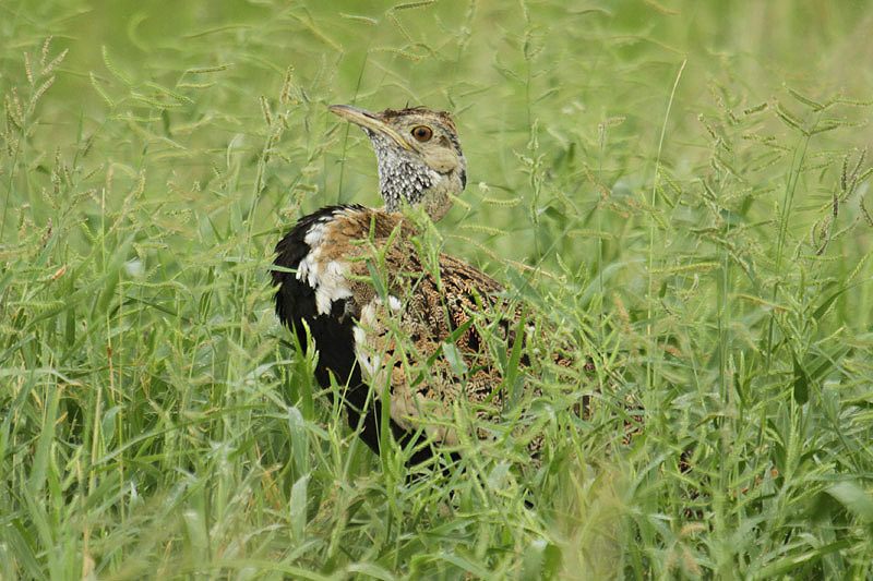 Black-bellied Bustard by Mick Dryden