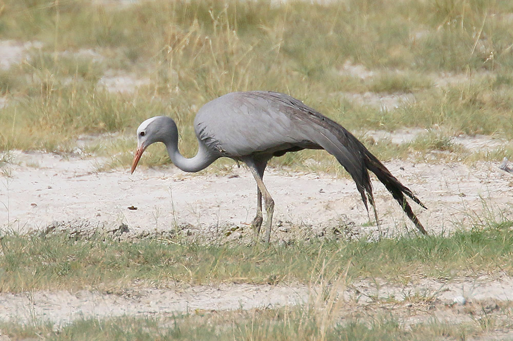 Blue Crane by Mick Dryden