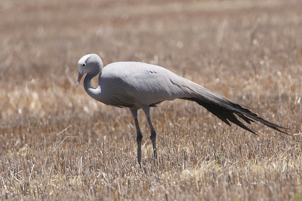 Blue Crane by Mick Dryden