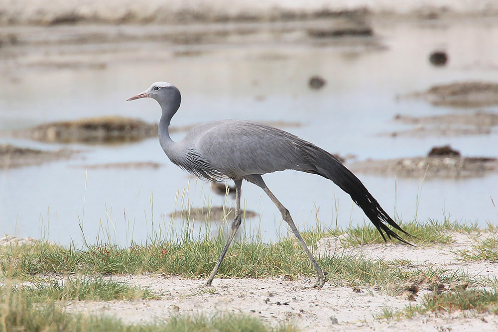 Blue Crane by Mick Dryden