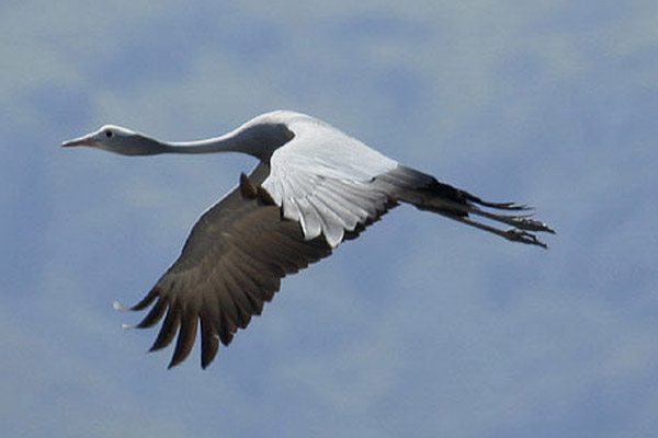 Blue Crane by Mick Dryden