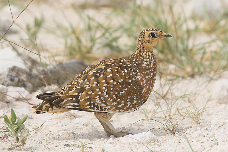 Burchells Sandgrouse by Mick Dryden