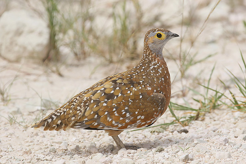 Burchells Sandgrouse by Mick Dryden