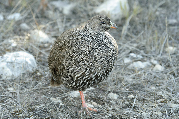 Cape Francolin by Mick Dryden