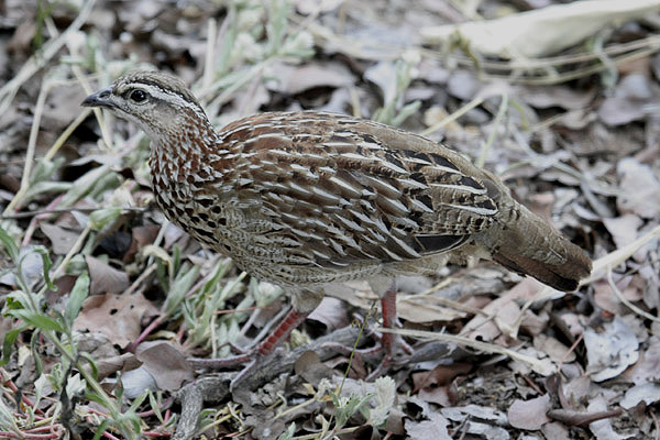 Crested Francolin by Mick Dryden