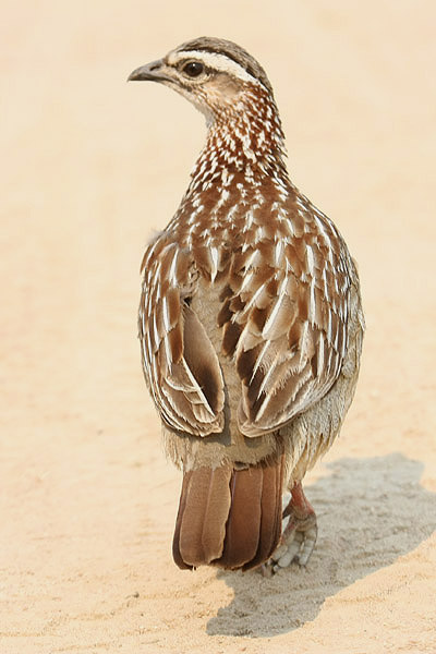 Crested Francolin by Mick Dryden