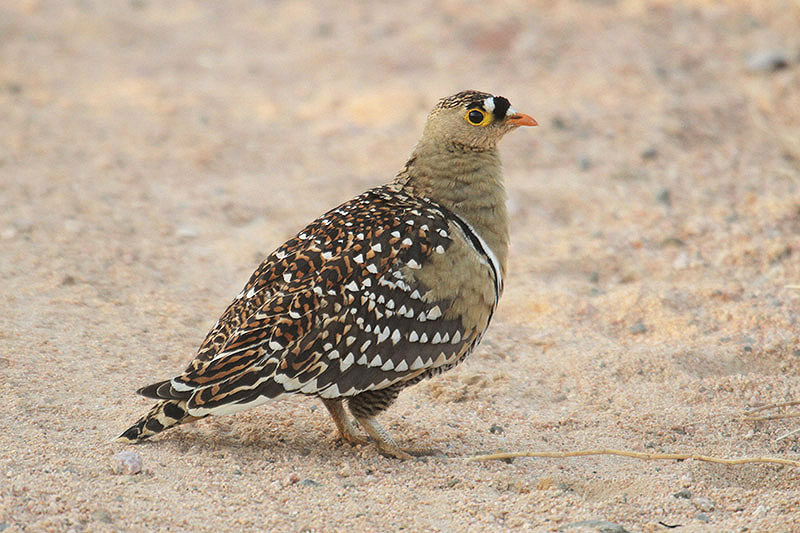Double-banded Sandgrouse by Mick Dryden