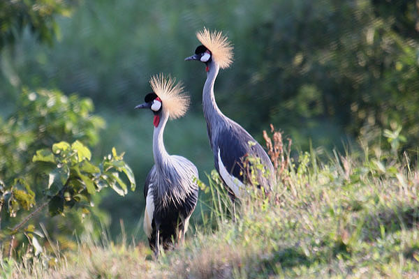 Grey-crowned Crane by Mick Dryden